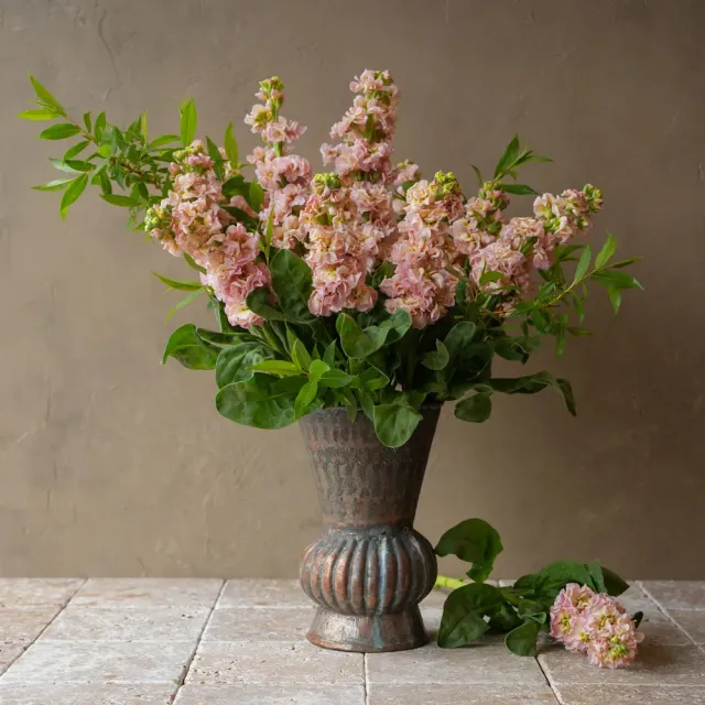Burpee Iron Stock Seeds Clove Scent