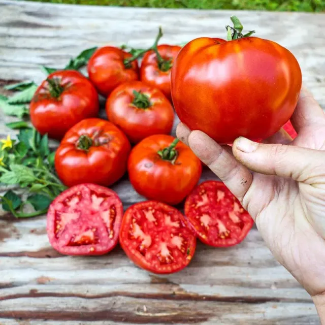 Pinetree Garden Seeds Rutgers Tomato Seeds 25 Pack Determinate