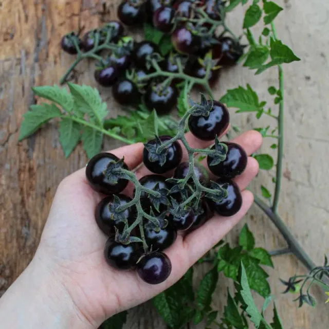 Pinetree Garden Seeds Blueberries Tomato Seeds Organic 20