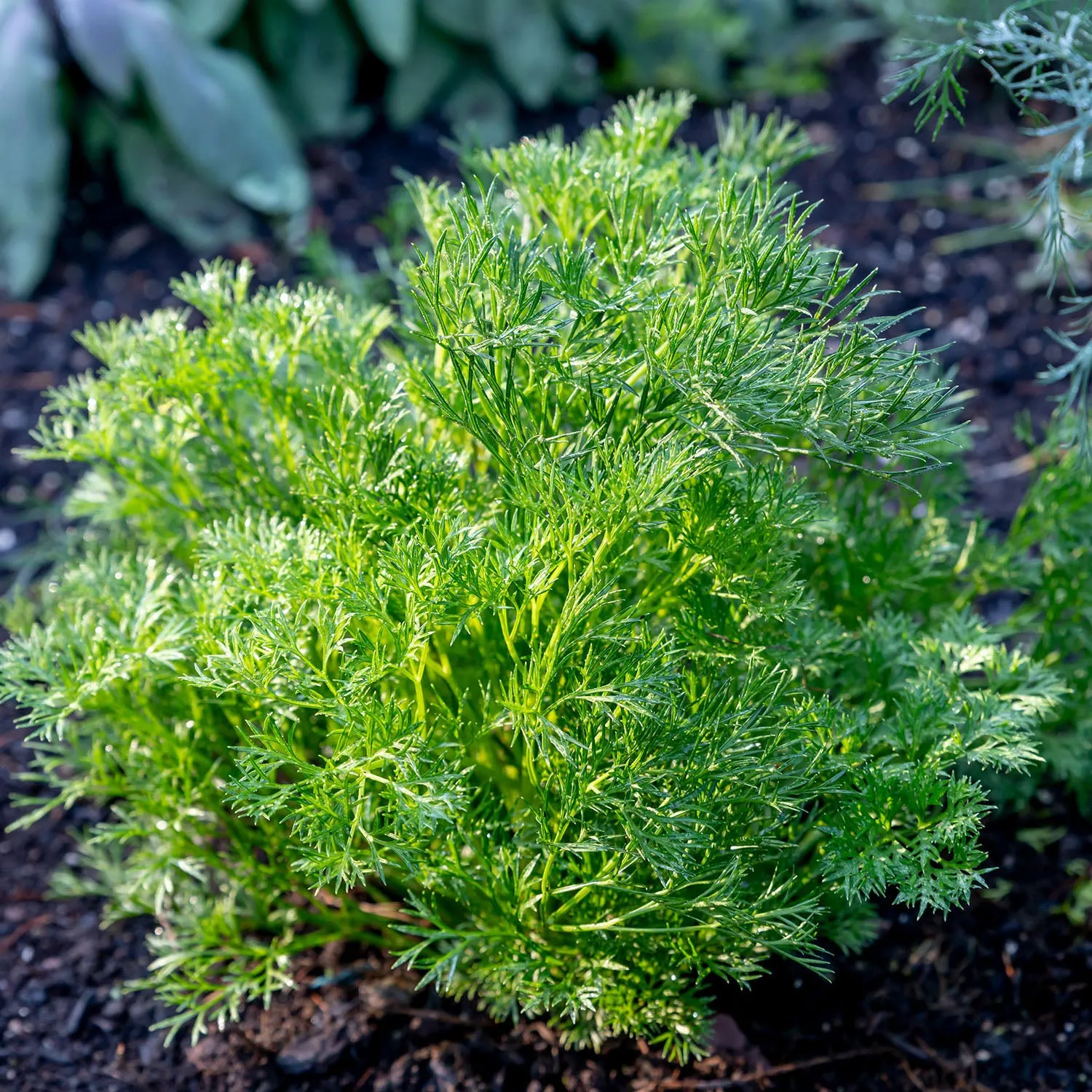 Burpee Green Dream Parsley Herb