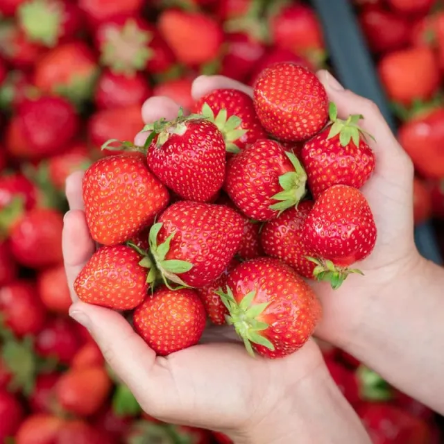Pinetree Garden Seeds Earliglow Strawberry Plants 10 Plants Early