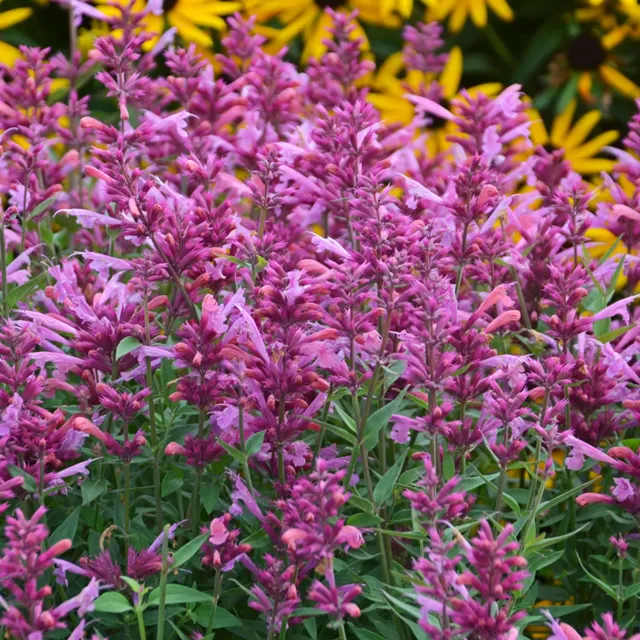 Burpee Rosie Posie Agastache Plant 1 Plant Drought-Tolerant