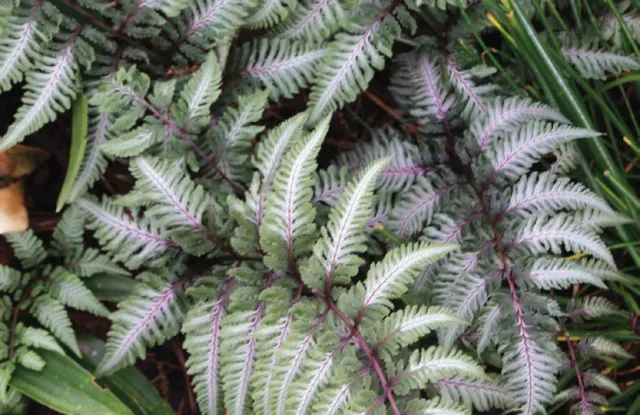 Brent & Becky's Bulbs Athyrium niponicum var. pictum Fern