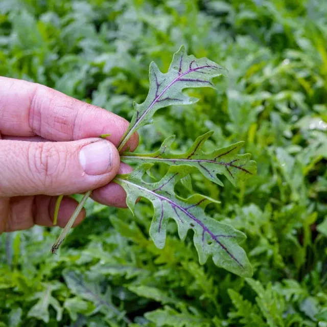 Pinetree Garden Seeds Nemesis Arugula F1 Hybrid Seeds 500 Seeds