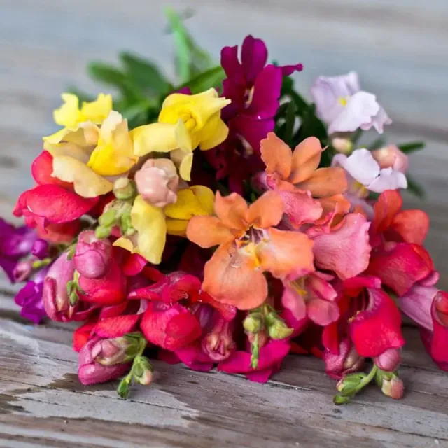 Pinetree Garden Seeds Magic Carpet Mix Snapdragon Seeds 100 Seeds Dwarf