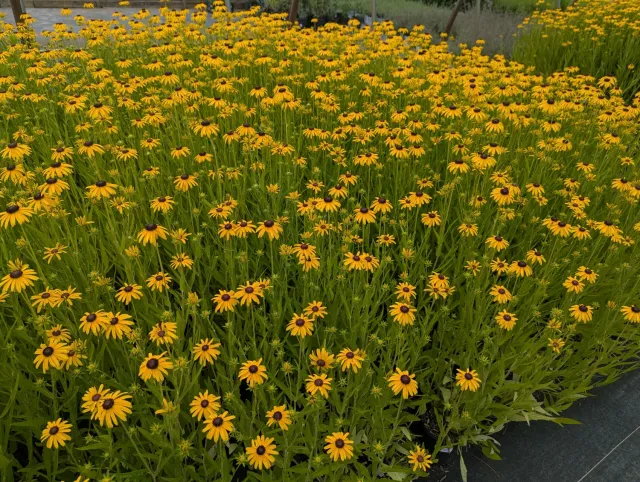 Brent & Becky's Bulbs Summer Blaze Rudbeckia Plants Perennial