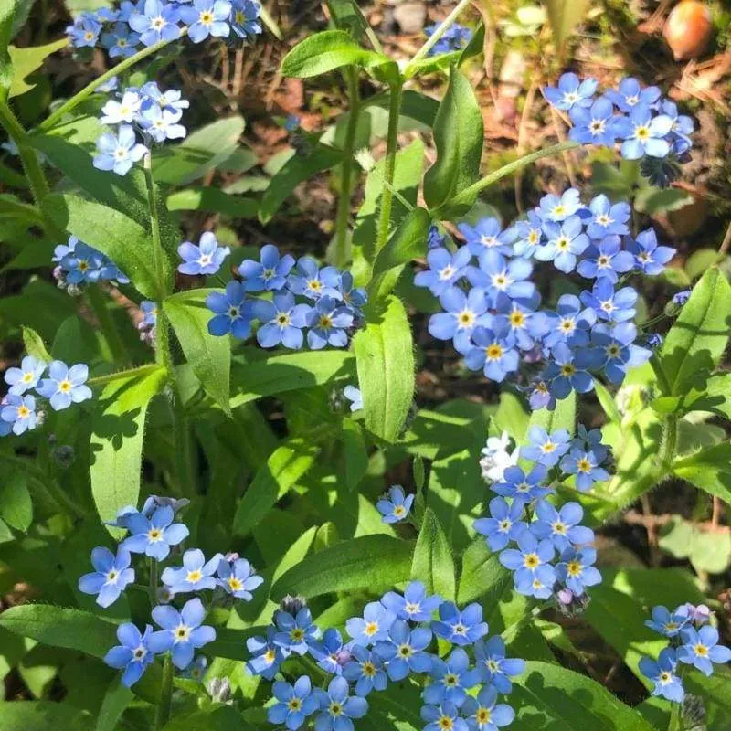 Pinetree Garden Seeds Forget Me Not Flower Seeds 50 Seeds Blue