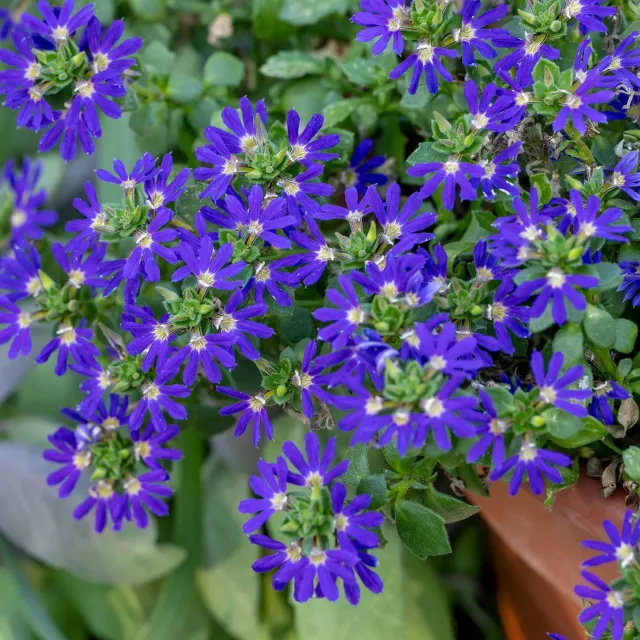 Burpee Surdiva Blue Violet Scaevola 4 Plants Heat-Tolerant