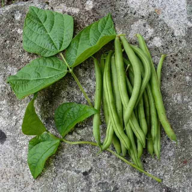 Pinetree Garden Seeds Provider Bush Bean Seeds 1 oz Stringless