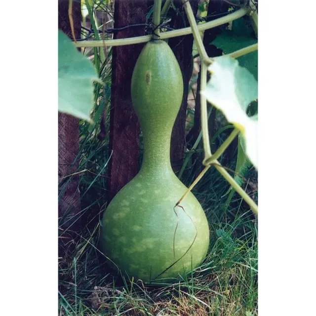 Pinetree Garden Seeds Bird House Gourd Seeds 25 Seeds Heirloom