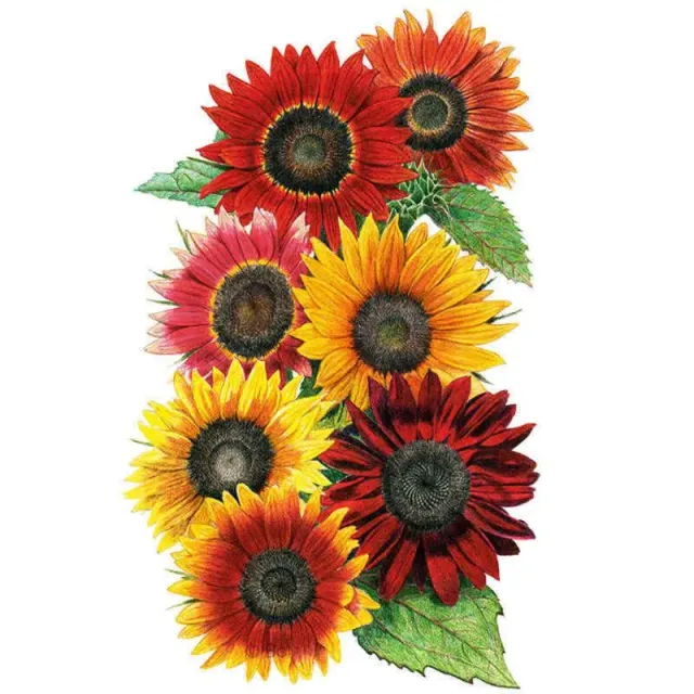 Epic Gardening Heirloom Beauties Sunflower Seeds