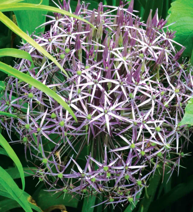 Brent & Becky's Bulbs Christophii Allium Ornamental Onion