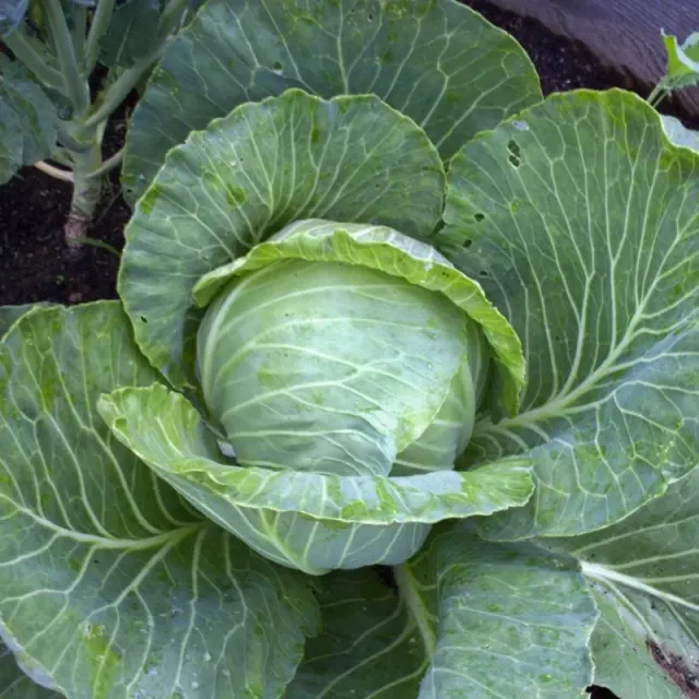 Pinetree Garden Seeds Green Express Cabbage (Organic Heirloom 50 Days) Vegetable Seeds 30 Seeds