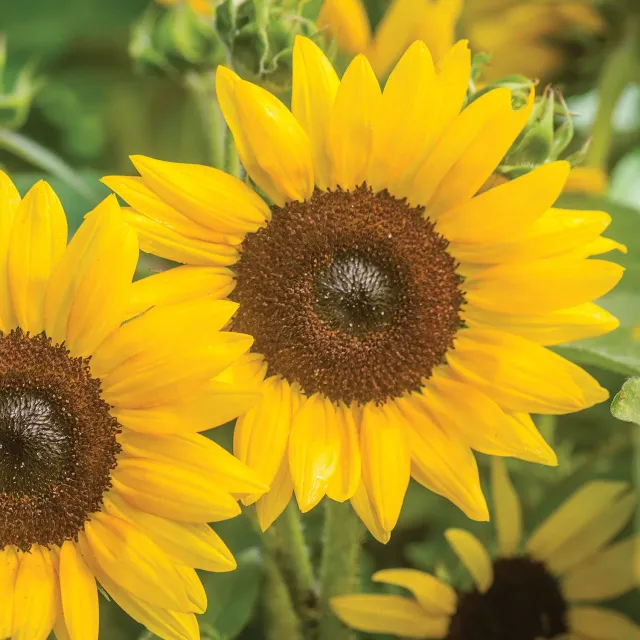 Burpee Sunray Yellow Dwarf Sunflower Seeds