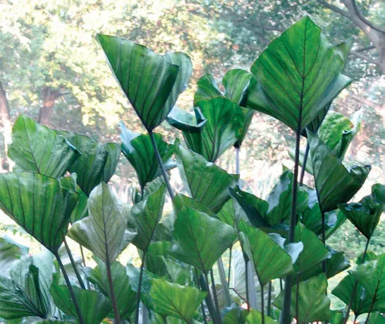 Brent & Becky's Bulbs Colocasia Tea Cup elephant ear