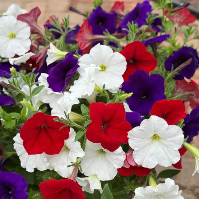 Burpee Old Glory Mix Petunia Plants Patriotic