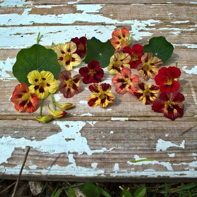 Pinetree Garden Seeds Bloody Mary Nasturtium seeds 30 seeds edible