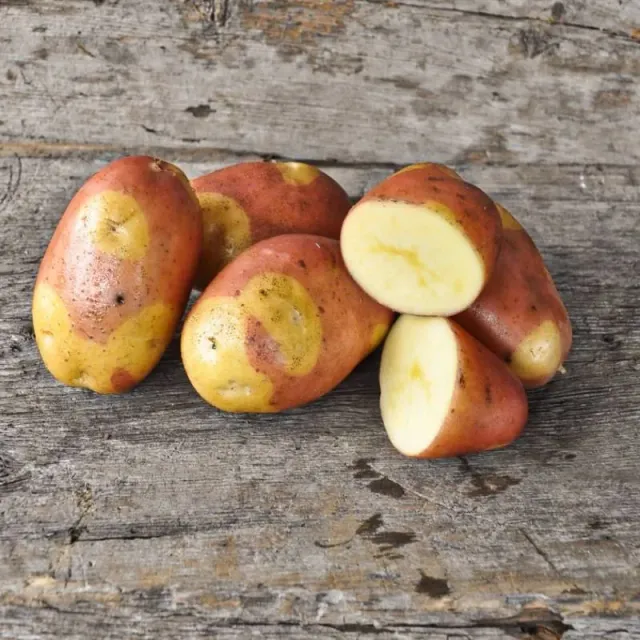 Pinetree Garden Seeds Pinto Gold Potato Seed Tubers 2 Pounds Red Yellow Skin