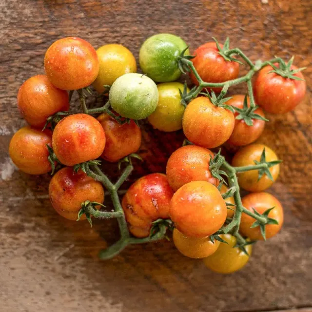 Pinetree Garden Seeds Isis Candy Tomato Seeds 25 Seeds Cherry
