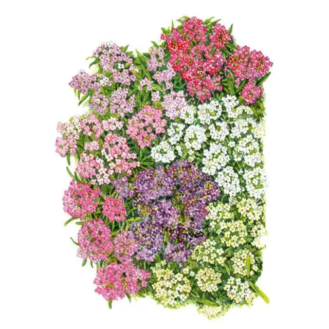 Epic Gardening Allure Pastel Blend Alyssum Seeds