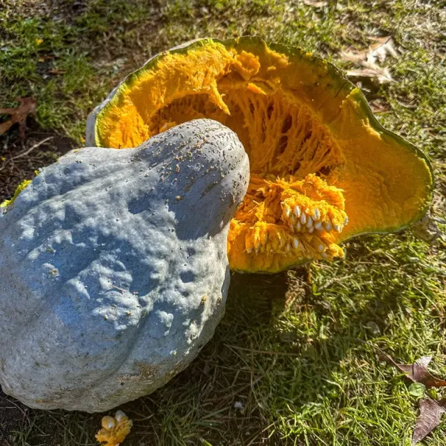 Pinetree Garden Seeds Blue Hubbard Squash Seeds 15 Seeds Organic