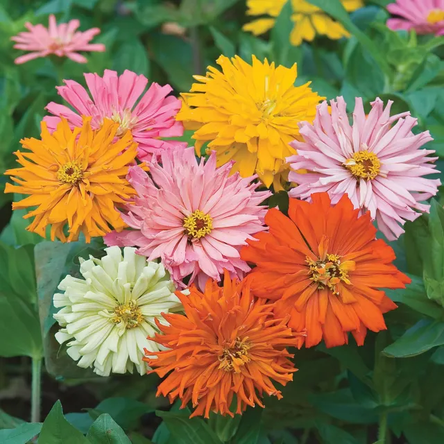 Burpee Cactus Flowered Mix Zinnia Seeds 100-Pack Heirloom
