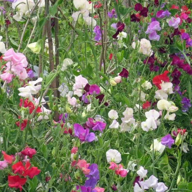 Pinetree Garden Seeds Knee High Fragrant Mix Sweet Pea Seeds Fragrant