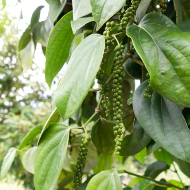 Epic Gardening Black Pepper Live Plant Tropical