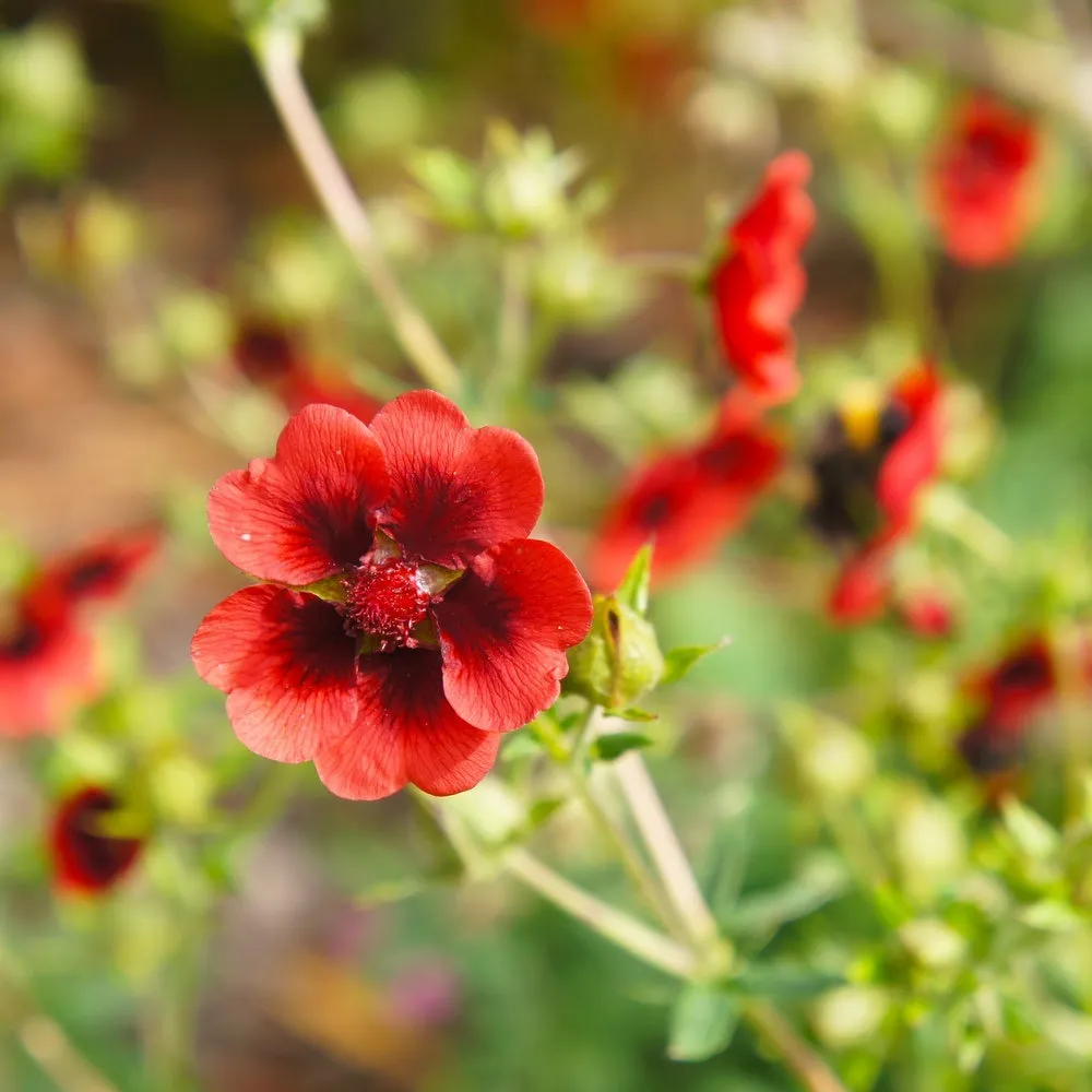 Epic Gardening Scarlet Cinquefoil Flower Seeds Native