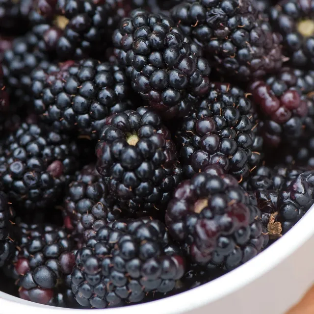 Burpee Triple Crown Thornless Blackberry Sweet
