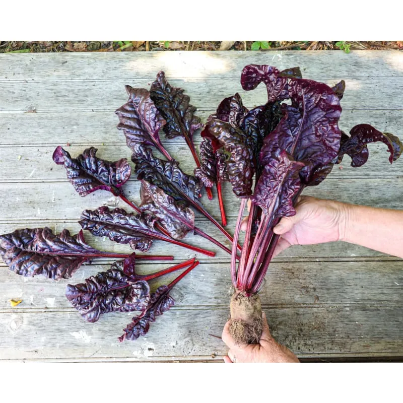 Pinetree Garden Seeds Firebird Swiss Chard Seeds 75 Seeds Red