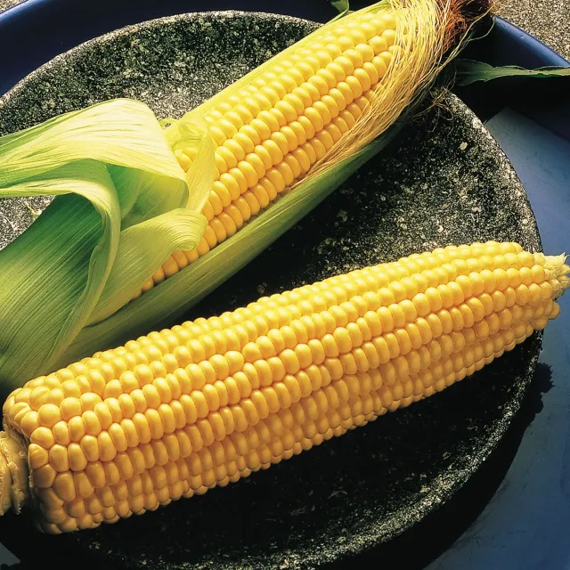 Burpee Illini Xtra Sweet Supersweet Corn Seeds
