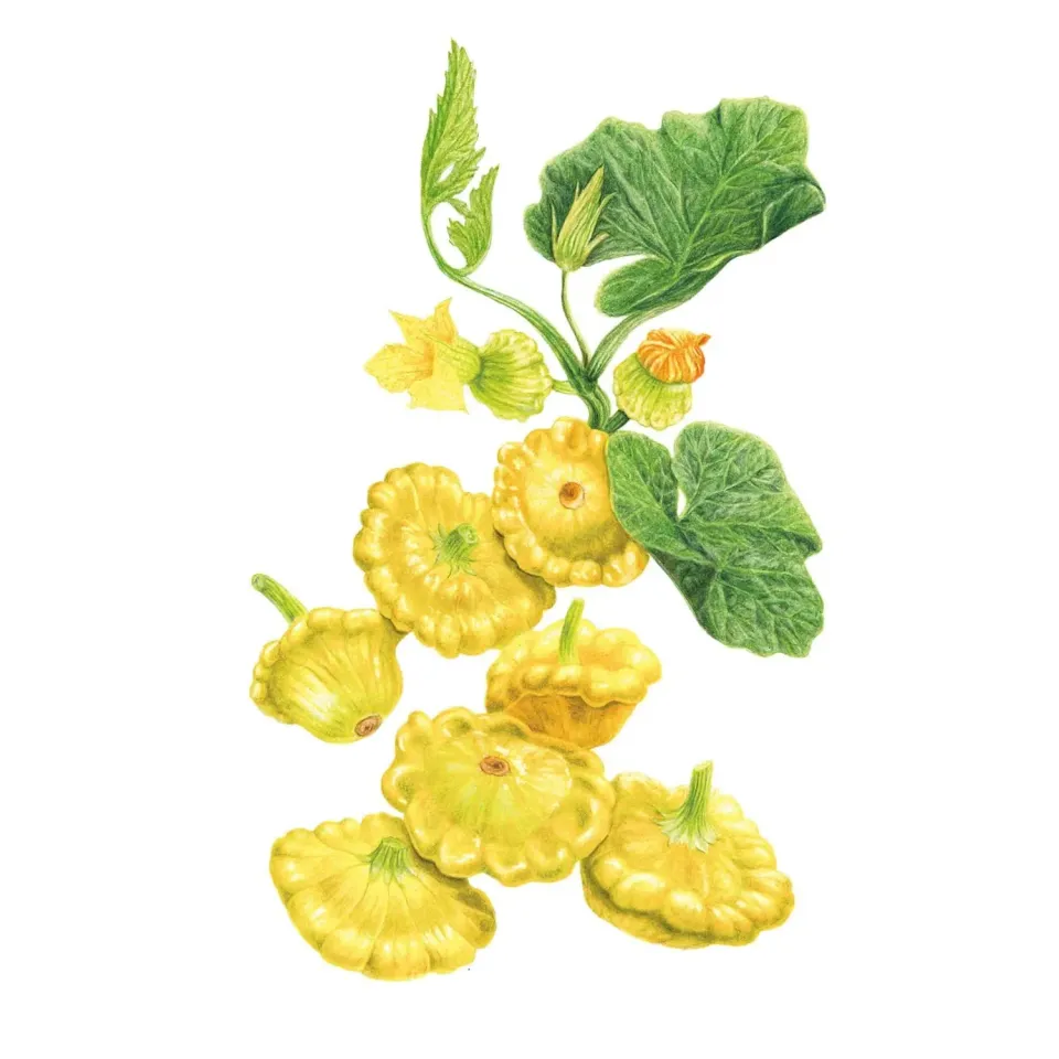 Epic Gardening Gelber Englischer Summer Patty Pan Squash Seeds
