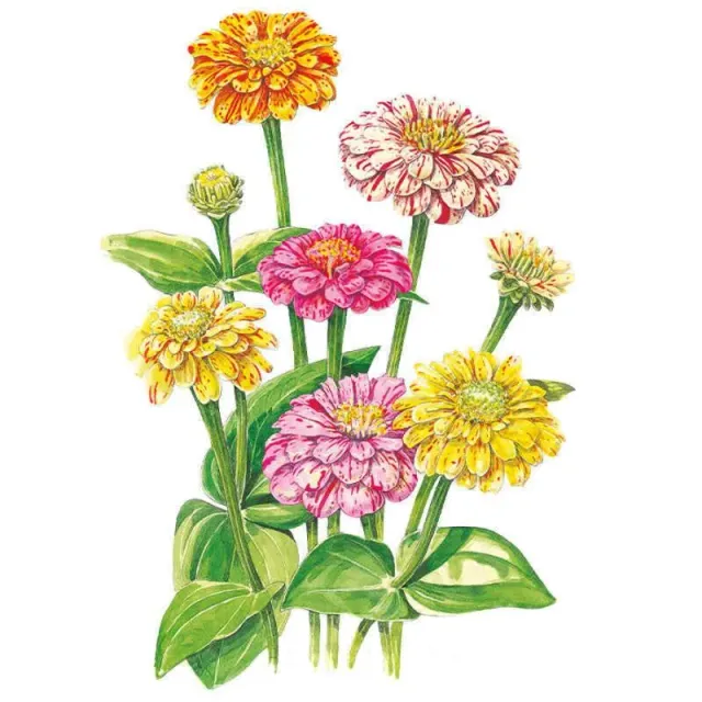Epic Gardening Peppermint Stick Zinnia Seeds Striped Blooms