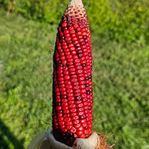 Pinetree Garden Seeds Bloody Butcher Corn Seeds 100 Seeds Heirloom