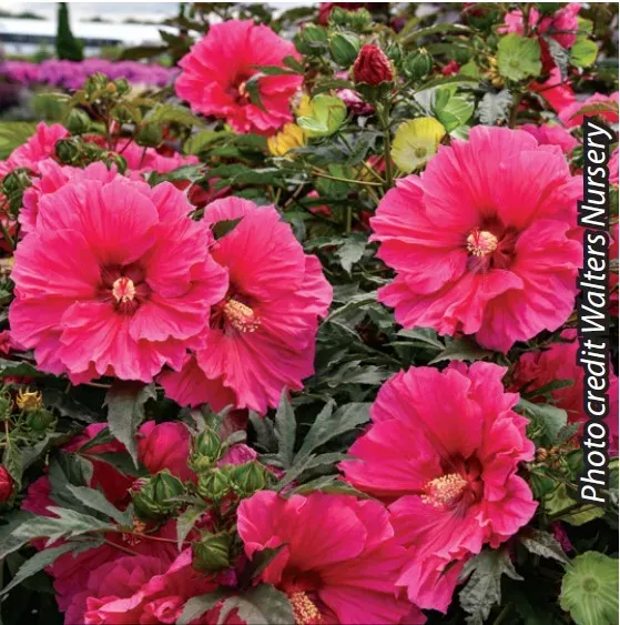 Brent & Becky's Bulbs Hibiscus Watermelon Ruffles perennial