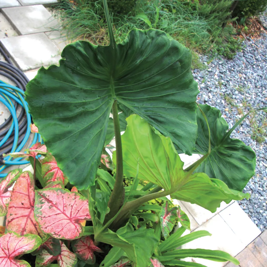 Brent & Becky's Bulbs Alocasia Stingray Live Plant 4-Inch Pot