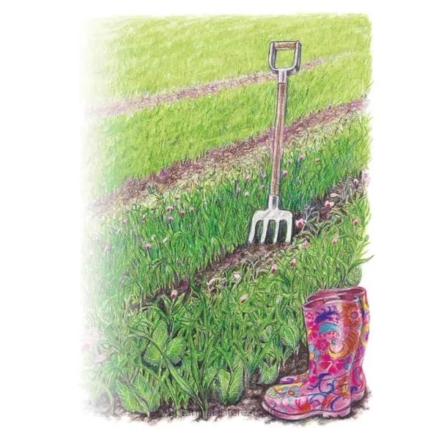 Epic Gardening Soil Builder Peas & Oats Cover Crop Seeds Organic