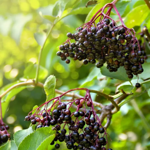 Epic Gardening Marge Elderberry Live Plant 2 Gallon Full Sun