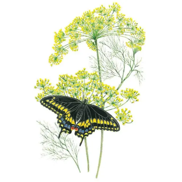 Epic Gardening Bouquet Dill Herb Seeds for Pickling