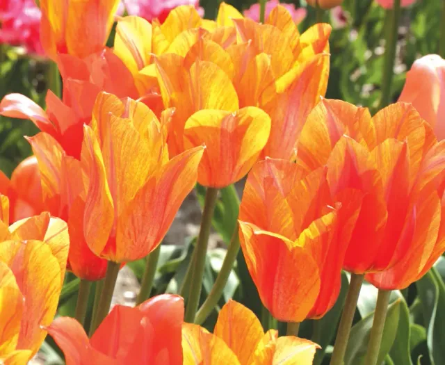 Brent & Becky's Bulbs El Niño tulip bulb 12/+ cm