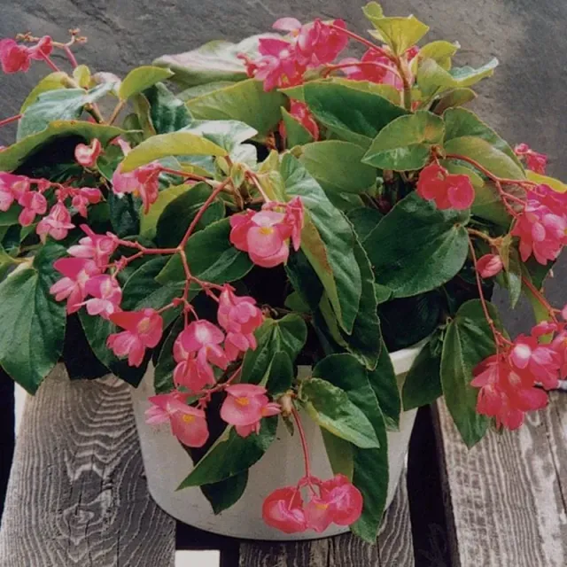 Pinetree Garden Seeds Dragon Wing Pink Begonia Seeds 5 Pelleted Shade