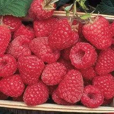 Pinetree Garden Seeds Encore Raspberry Plants 3 Bare Roots