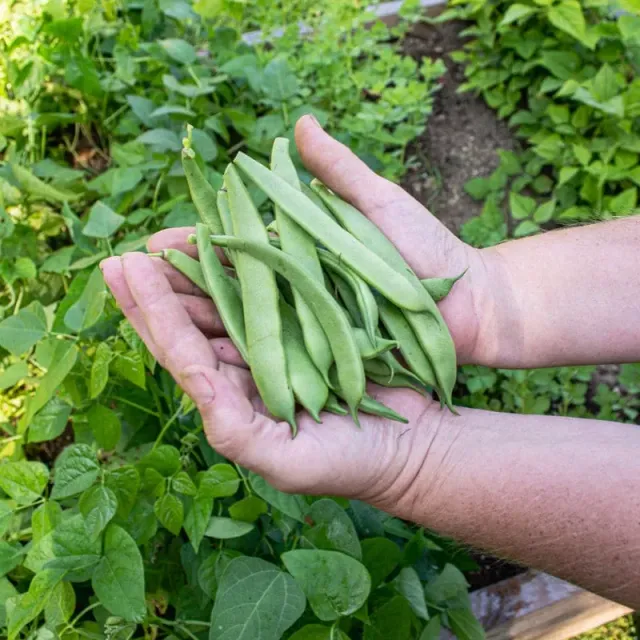 Pinetree Garden Seeds Roma II Bush Bean Seeds 1 oz Stringless