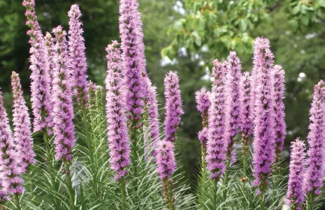 Brent & Becky's Bulbs Liatris spicata Corms 14/16 cm Butterfly