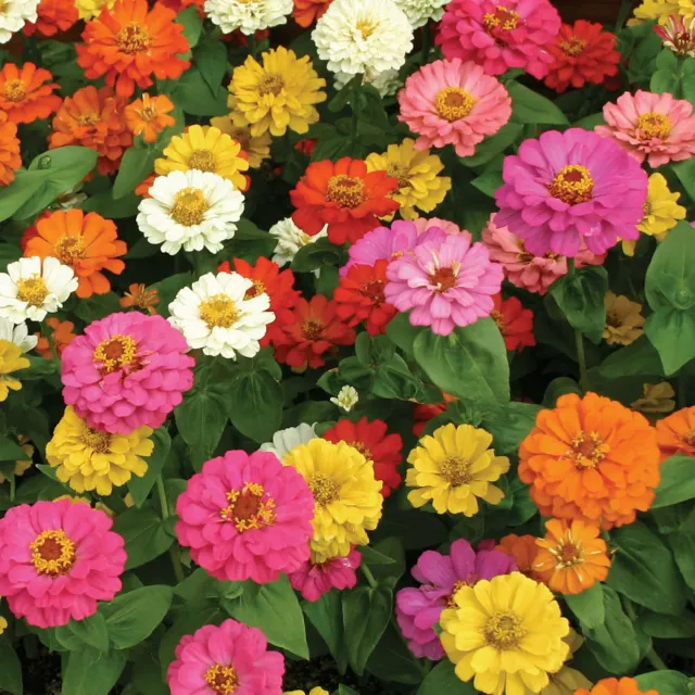 Burpee Thumbelina Mix Zinnia Seeds 225 Seeds Dwarf