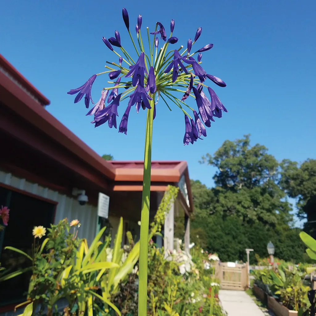 Brent & Becky's Bulbs Storm Cloud Agapanthus Bulbs