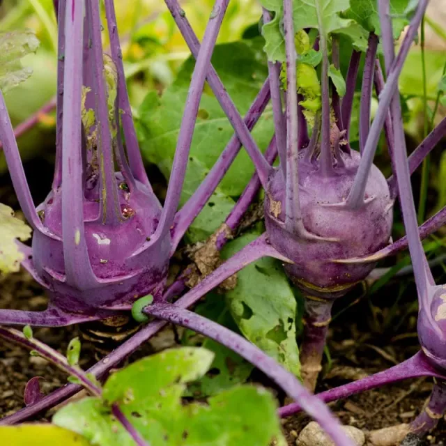Pinetree Garden Seeds Early Purple Vienna Kohlrabi Seeds 50 Heirloom