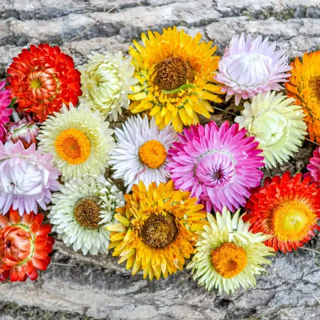 Pinetree Garden Seeds Tall Mix Strawflower Seeds 60 Seeds for Drying