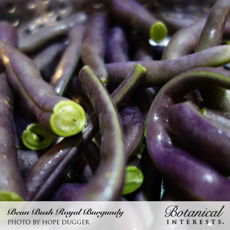 Epic Gardening Royal Burgundy Bush Bean Seeds